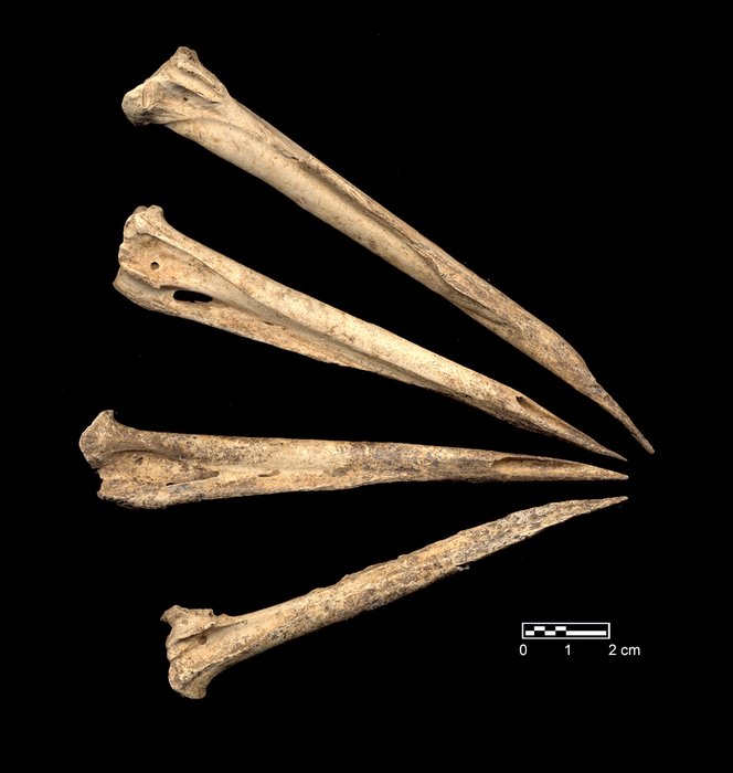 Native American Artifacts Bone Tool drawing