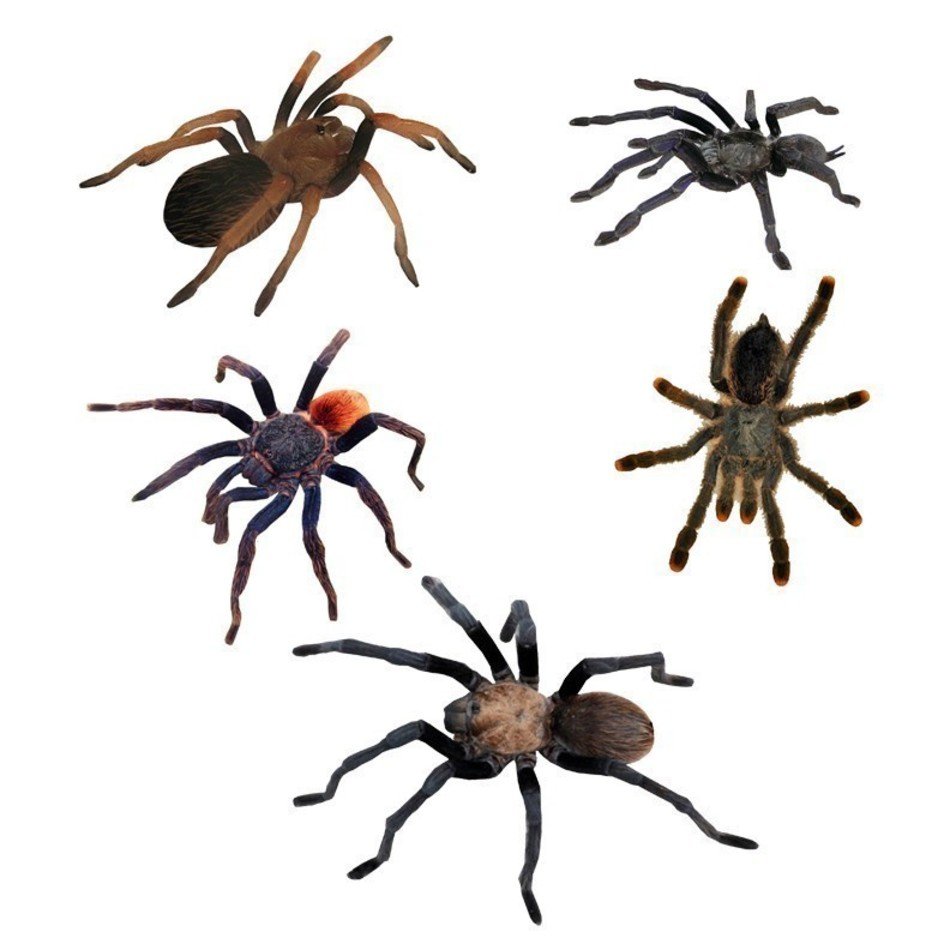 Centipede Clipart N2