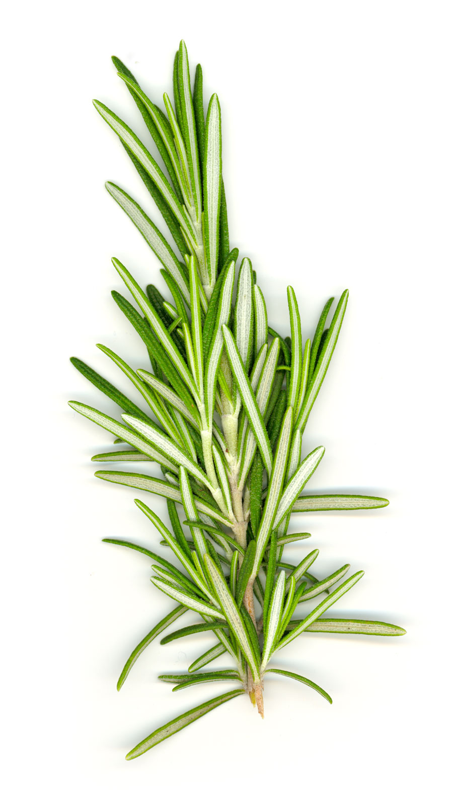 Rosemary Herb drawing free image download