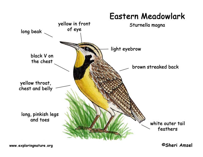 Meadowlark Eastern free image download