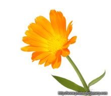 Calendula Oil