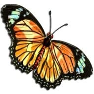 Butterflies Are Free