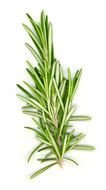 Rosemary Herb drawing