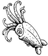 Squid Clip Art N30