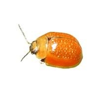 Bug Clip Art N57