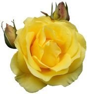 Yellow Rose Clip Art N34
