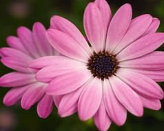 Closeup Picture of Pink Flowers