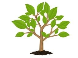 Green Tree grows in soil, drawing