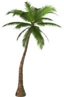 alone Palm Tree drawing