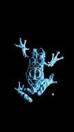 picture of a blue frog on the black background