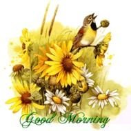 Good Mornings N2