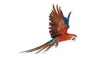colorful parrot as a picture for clipart