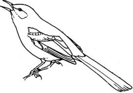 bird as a black and white graphic illustration