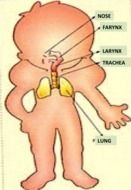 Cartoon Respiratory System drawing