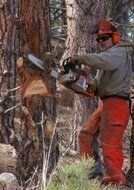 Man with Chainsaw as a picture for clipart