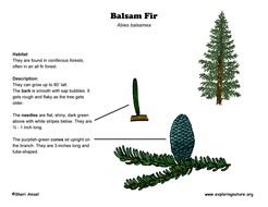Balsam Fir