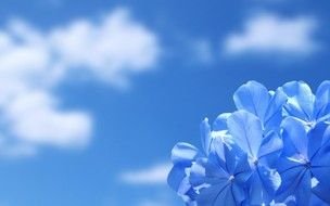 Sfondo Wallpaper Fiori Azzurri drawing