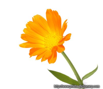 Calendula Oil