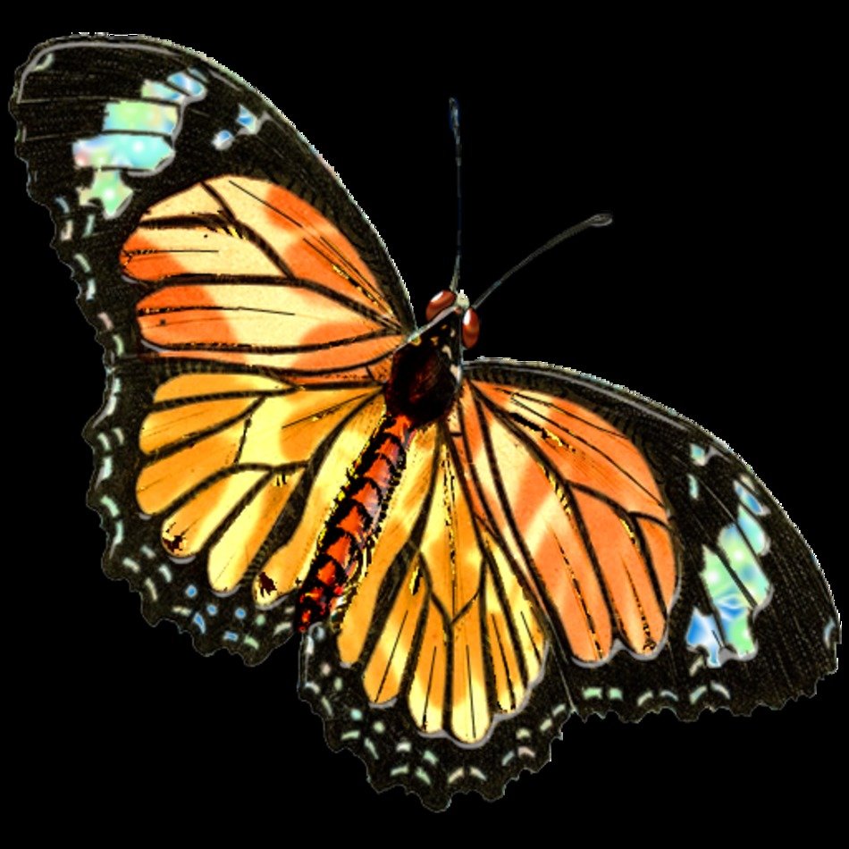 Butterflies Are Free