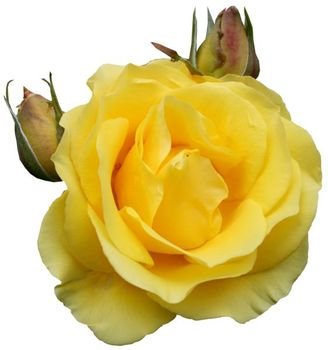 Yellow Rose Clip Art N34