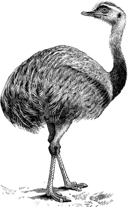 İllustration of Emu