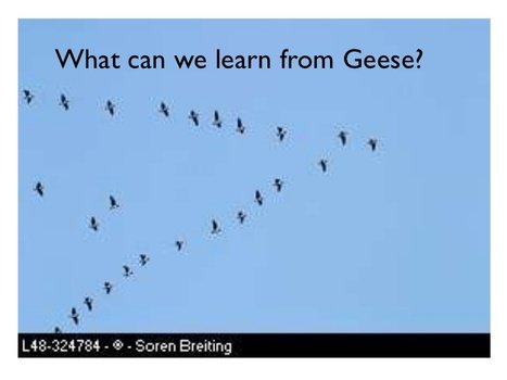 Geese Teamwork Story