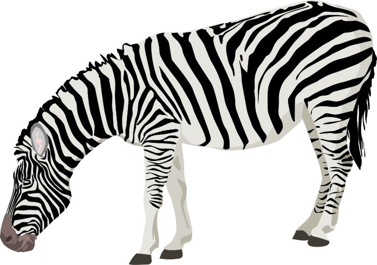 Cartoon Zebra Clip Art N45