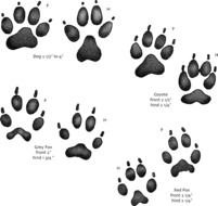 Identify Animal Tracks Footprints N2