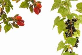 raspberries and black currants on a white background