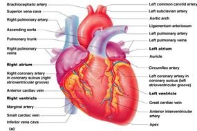 human heart with label