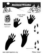 Raccoon Animal Tracks