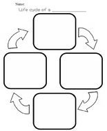 Frog Life Cycle Worksheets N3