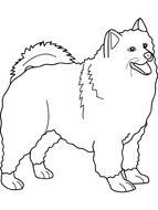 Samoyed Dog Coloring Page