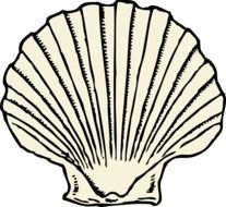 Scallop Shell drawing