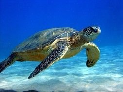 turtle in the underwater world as a picture for clipart