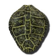 Turtle Shell N2