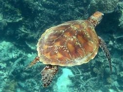 Green Sea Turtle N4