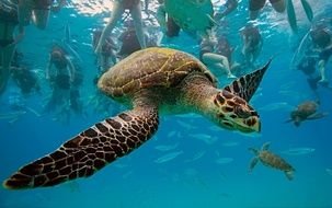 turtle with green shell in blue water