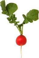 red radish as a picture for clipart