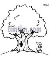 Cartoon Oak Tree Drawing