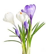 Spring Crocus as a graphic illustration