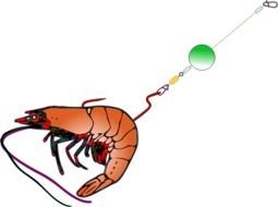 Fishing Bait By Comsuella2293 White Leg Shrimp Is Common