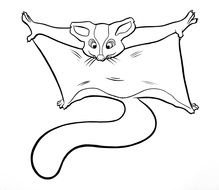 Sugar Glider Coloring Page drawing
