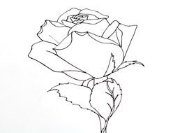 pencil-drawn rose