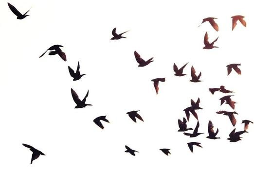 Flying Bird Silhouette Tumblr