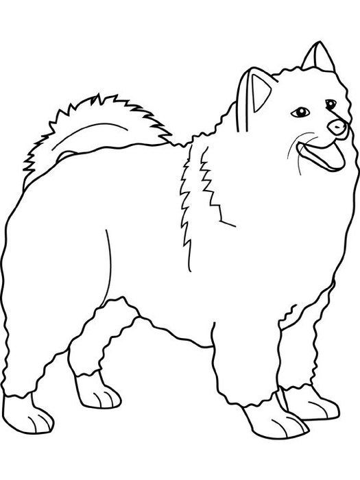 Samoyed Dog Coloring Page