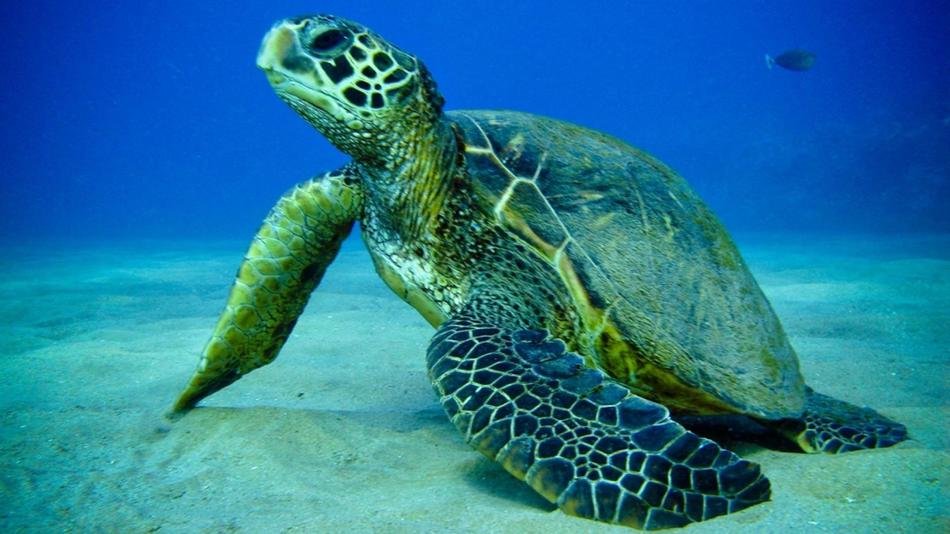 Sea Turtle And Fish