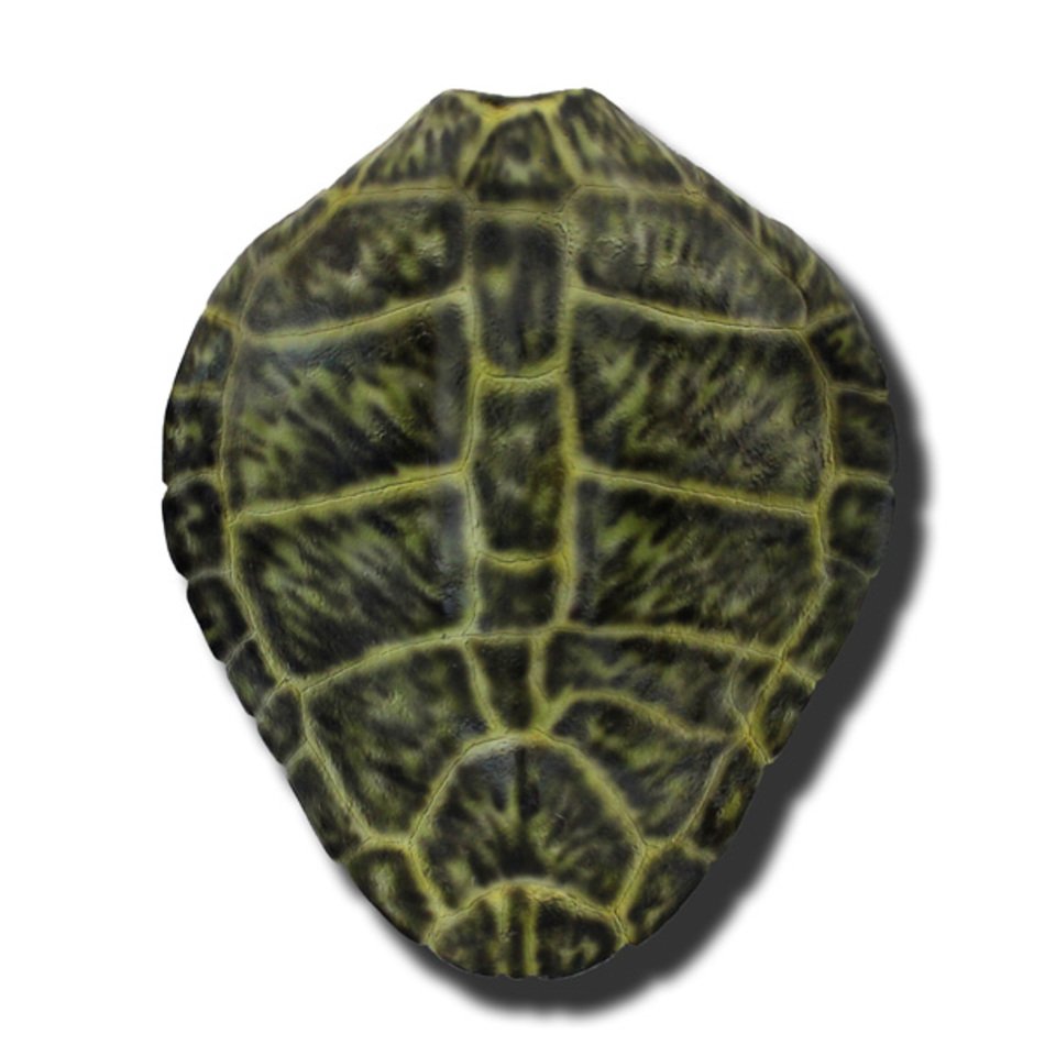 Turtle Shell N2