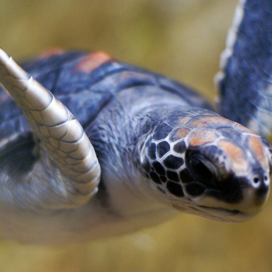 picture of the Sea Turtle