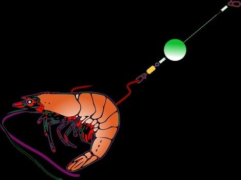 Fishing Bait By Comsuella2293 White Leg Shrimp Is Common